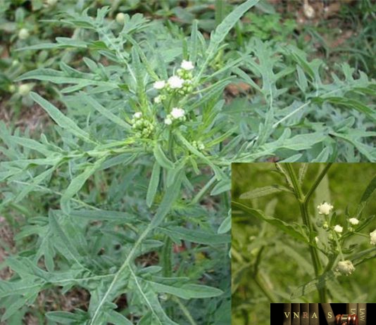 Cúc Liên Chi Dại