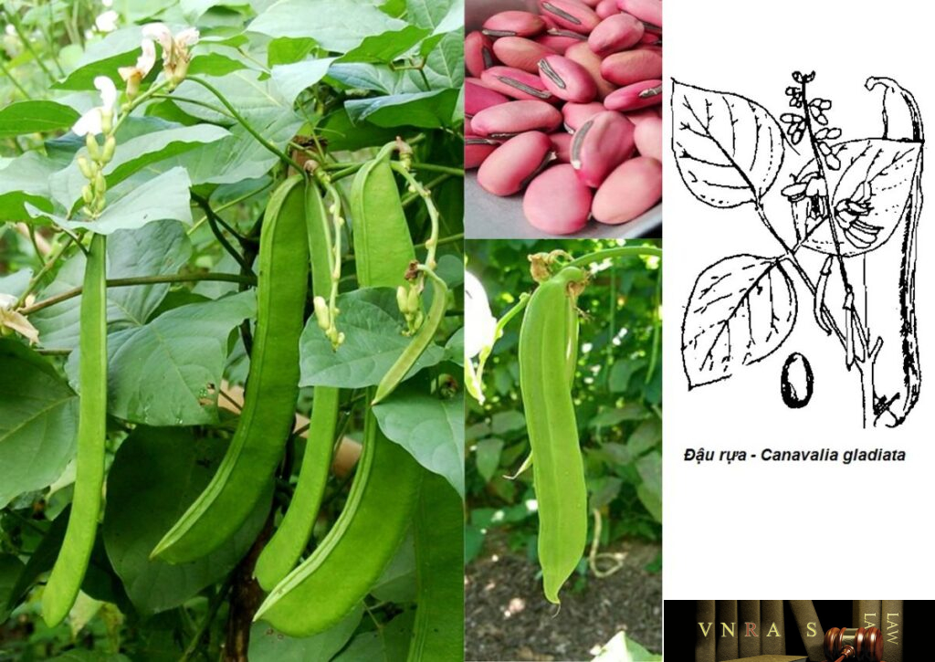 Đậu Rựa (Đậu Kiếm) - Những cây thuốc và vị thuốc Việt Nam - Đỗ Tất Lợi ...