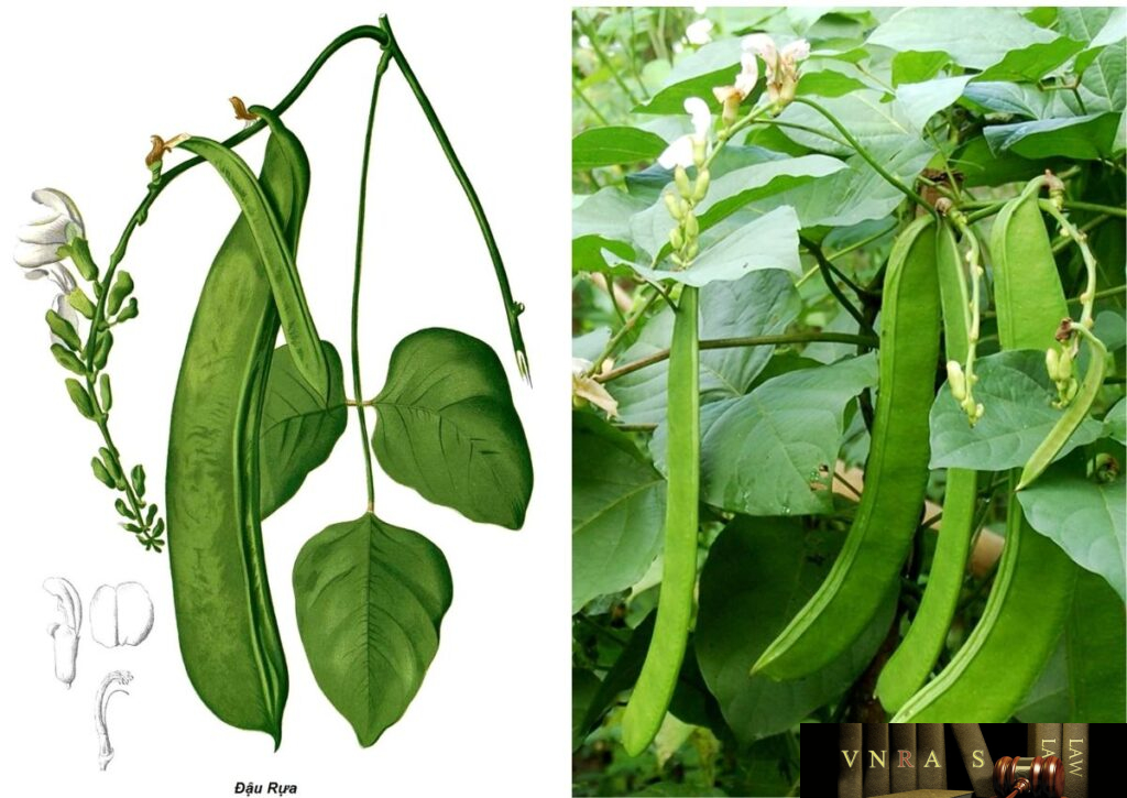 Đậu Rựa (Đậu Kiếm) - Những cây thuốc và vị thuốc Việt Nam - Đỗ Tất Lợi ...