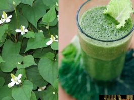 Cây diếp cá