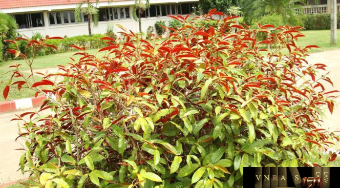 Đơn Tướng Quân – Những cây thuốc và vị thuốc Việt Nam – Đỗ Tất Lợi Đơn Tướng Quân