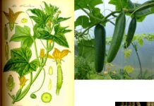 Dưa Chuột - Cucumis sativus L.