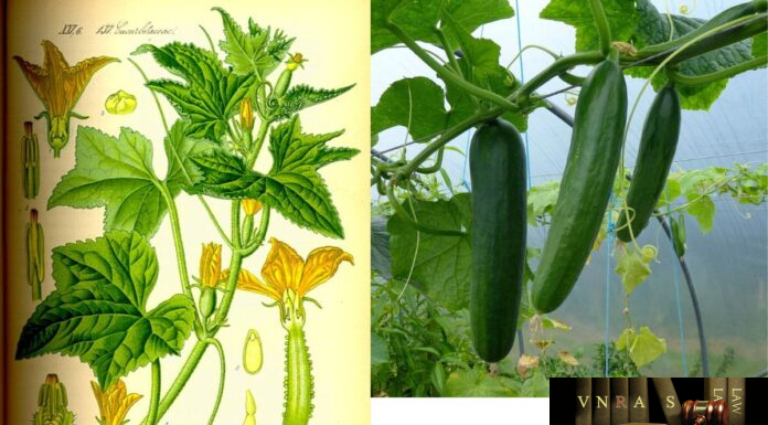 Dưa Chuột - Cucumis sativus L.