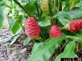 Cây Gừng dại