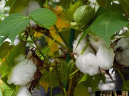 Cây bông có hoa và hạt bông