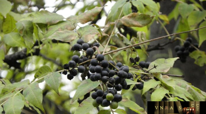 Hoàng Bá (Hoàng Nghiệt) – Những cây thuốc và vị thuốc Việt Nam – Đỗ Tất Lợi Hoàng Bá