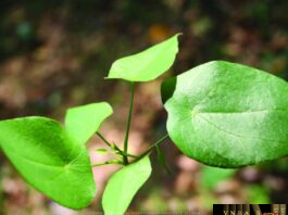 Hoàng Đằng Chân Vịt