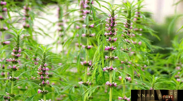 Cây Ích Mẫu (Sung Úy) – Những cây thuốc và vị thuốc Việt Nam – Đỗ Tất Lợi Ích Mẫu