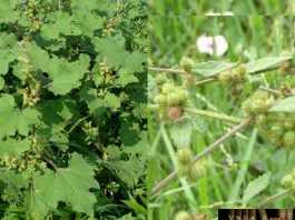 Cây Ké Đầu Ngựa