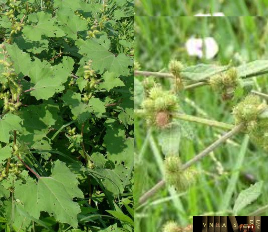 Cây Ké Đầu Ngựa