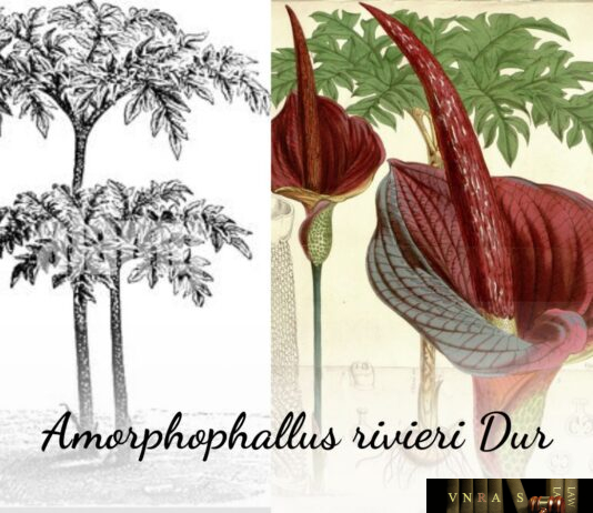 Khoai nưa được chế biến thành thức ăn