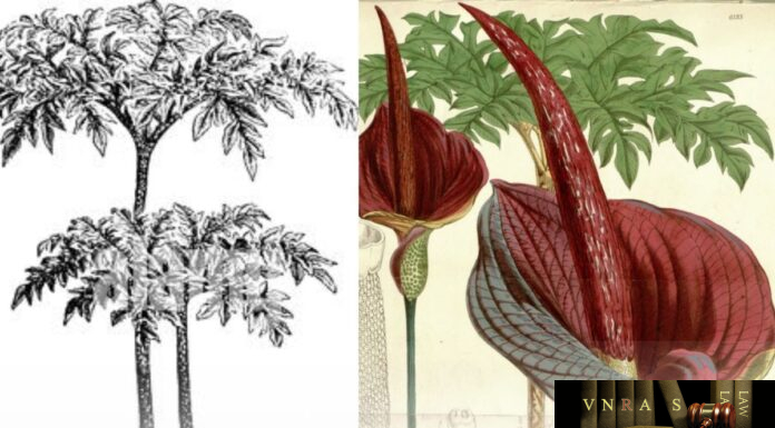 Cây Khoai Nưa (Củ Nưa) – Những cây thuốc và vị thuốc Việt Nam – Đỗ Tất Lợi Khoai nưa được chế biến thành thức ăn