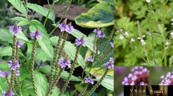 Cây Mã Tiên Thảo (Cỏ Roi Ngựa) – Những cây thuốc và vị thuốc Việt Nam – Đỗ Tất Lợi Cây Mã Tiền Thảo