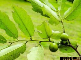 Cây Mắc Nưa