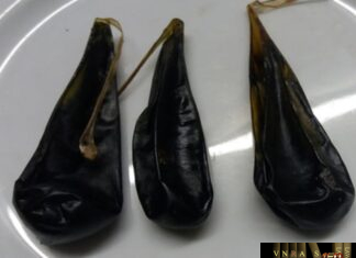 Mật Lợn, Mật Bò – Những cây thuốc và vị thuốc Việt Nam – Đỗ Tất Lợi Mật Lợn, Mật Bò