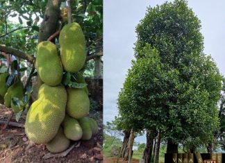 Mít – Những cây thuốc và vị thuốc Việt Nam – Đỗ Tất Lợi Cây Mít