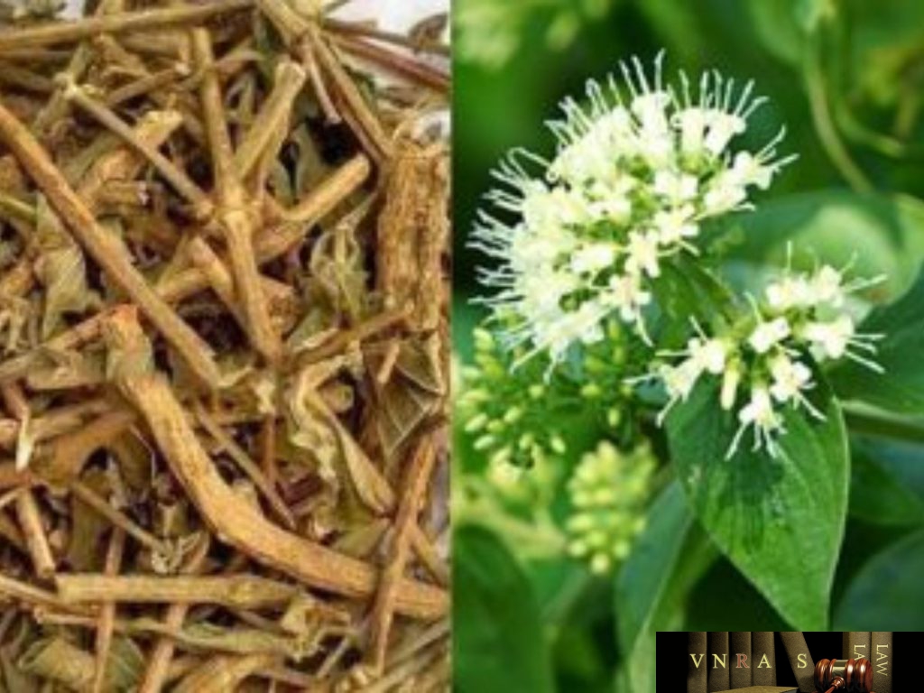 Cây Rô Bot Cây Ô Rô (Đại Kế) - Những cây thuốc và vị thuốc Việt Nam - Đỗ Tất Lợi