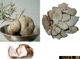 Dược Liệu Phục Linh