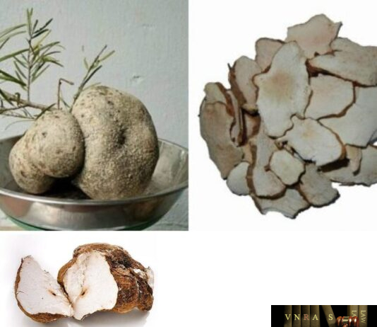 Dược Liệu Phục Linh