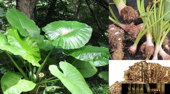 Cây Ráy – Những cây thuốc và vị thuốc Việt Nam – Đỗ Tất Lợi Ráy