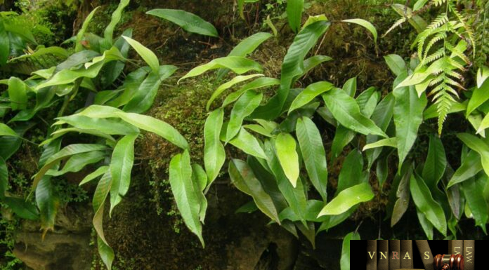 Cây Thạch Vĩ