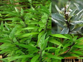 Tần Cửu (Thanh Táo)