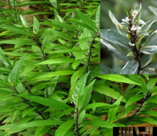 Tần Cửu (Thanh Táo)