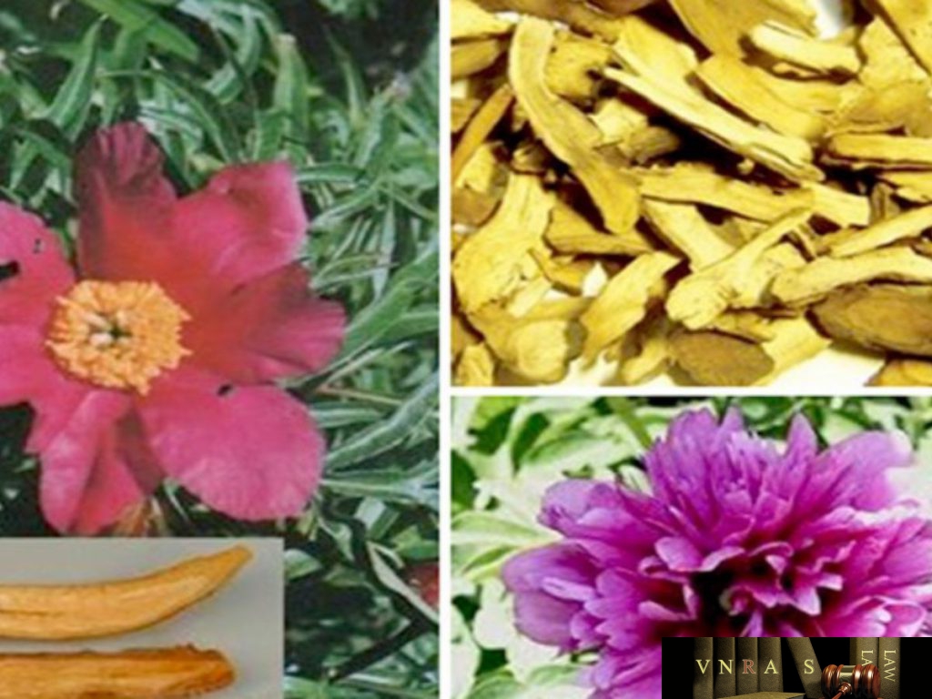 Cây Thược Dược - Những cây thuốc và vị thuốc Việt Nam - Đỗ Tất Lợi
