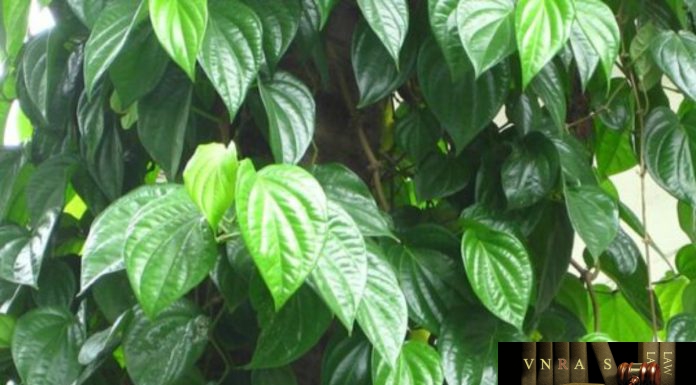 Trầu Không – Những cây thuốc và vị thuốc Việt Nam – Đỗ Tất Lợi