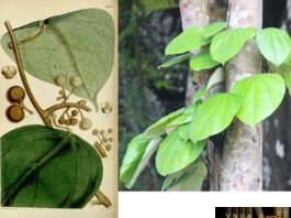 Cây Vàng Đằng (Vàng Đắng