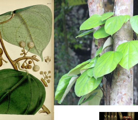 Cây Vàng Đằng (Vàng Đắng