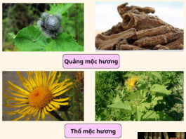 Cây Quảng mộc hương và cây Thổ mộc hương