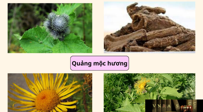 Cây Quảng mộc hương và cây Thổ mộc hương