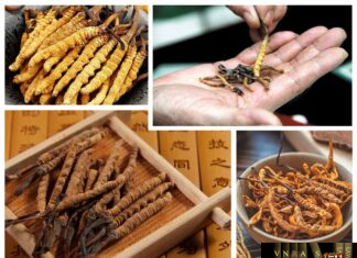 Đông Trùng Hạ Thảo (Trùng Thảo) - Những cây thuốc và vị thuốc Việt Nam - Đỗ Tất Lợi