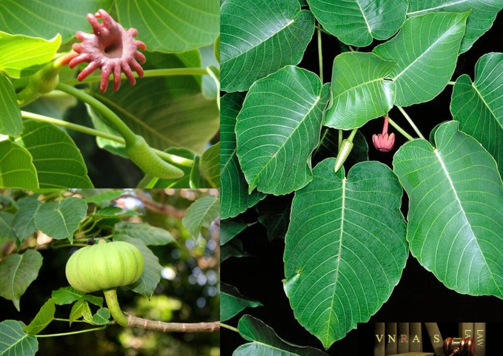 Cây Ba Đậu Tây (Cây Vông Đồng) - Những cây thuốc và vị thuốc Việt Nam ...