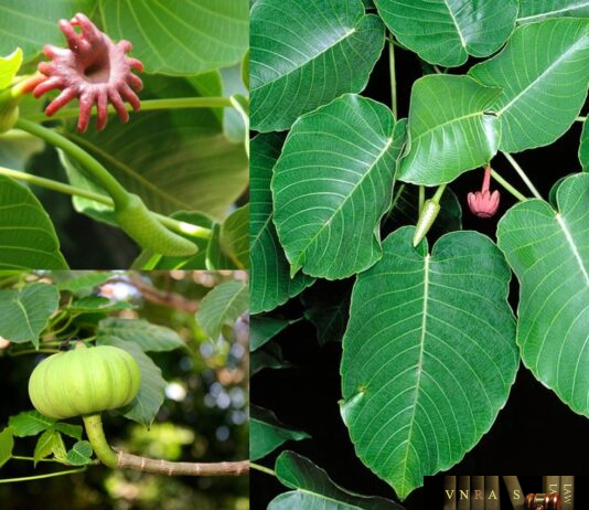 Cây Ba Đậu Tây