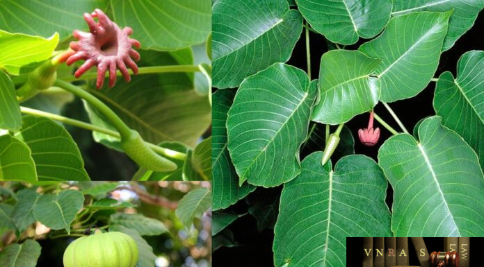 Cây Ba Đậu Tây