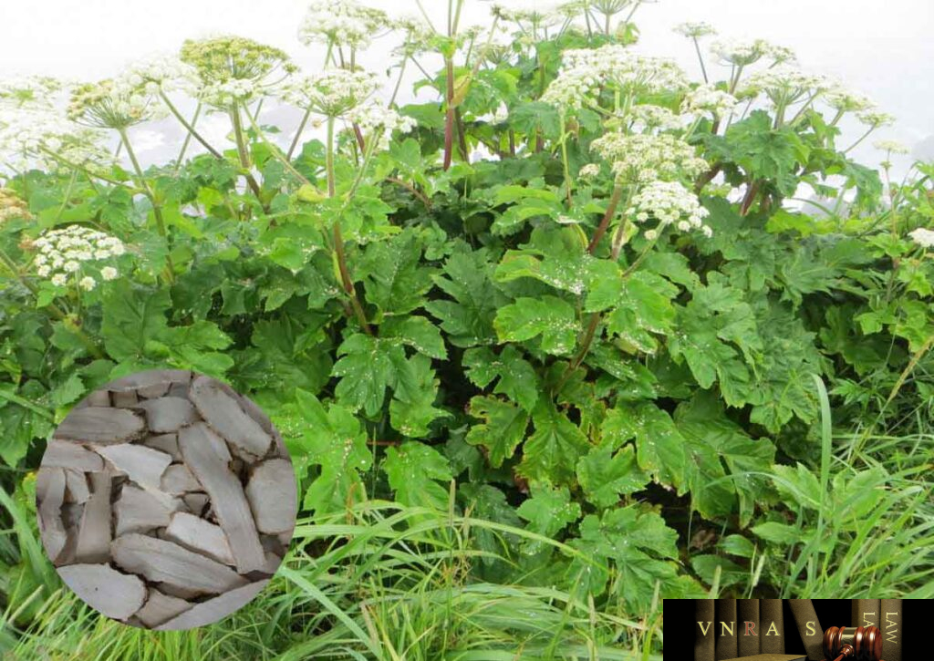 Bạch Chỉ - Những cây thuốc và vị thuốc Việt Nam - Đỗ Tất Lợi - Vietnam ...