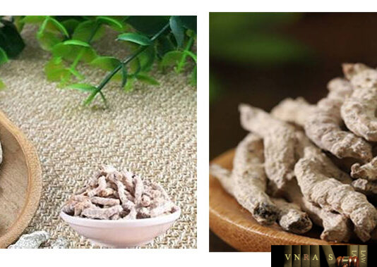 bạch cương tằm