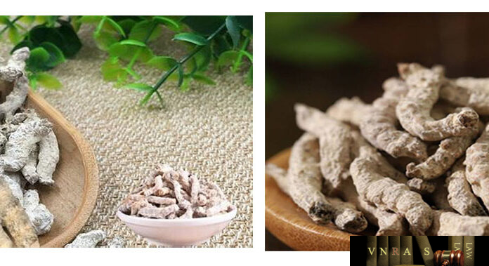 bạch cương tằm