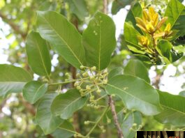 Cây Bời Lời Nhớt