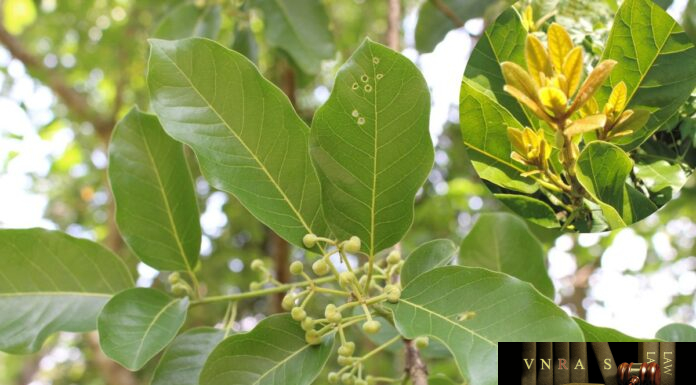 Cây Bời Lời Nhớt