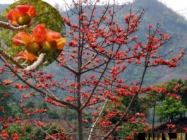 Cây Bông Gạo