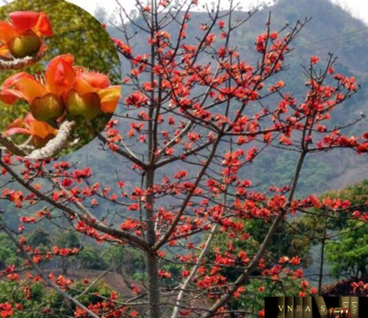 Cây Bông Gạo