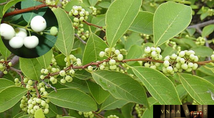 Cây Bỏng Nổ