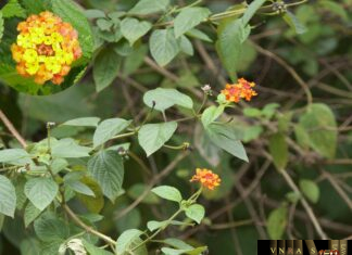 Cây Bông Ổi