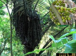 Cây Bụng Báng