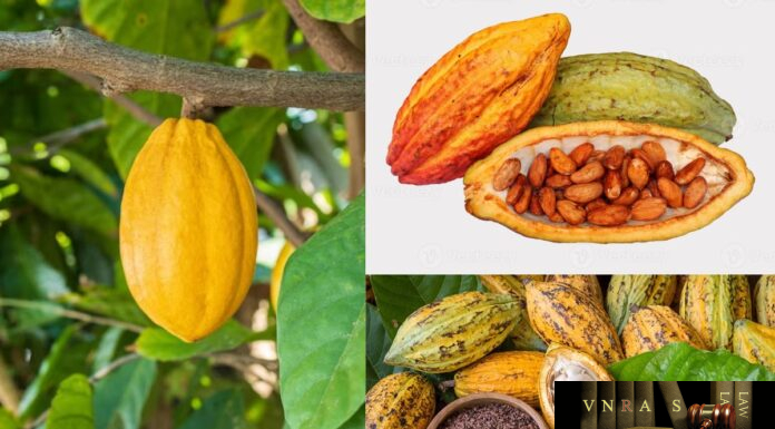 Cây Ca Cao (Cù Lắc) – Những cây thuốc và vị thuốc Việt Nam – Đỗ Tất Lợi Cây Ca Cao