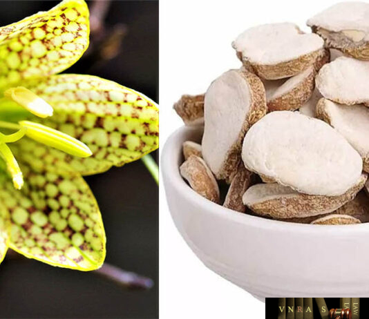 Cây Bối Mẫu