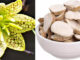 Cây Bối Mẫu